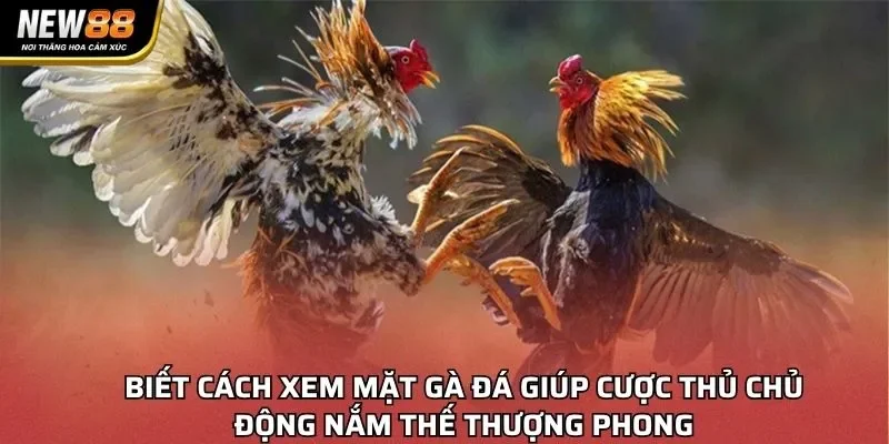 Biết cách xem mặt gà đá giúp cược thủ chủ động nắm thế thượng phong
