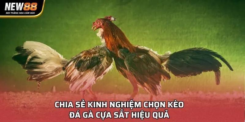Chia sẻ kinh nghiệm chọn kèo đá gà cựa sắt hiệu quả