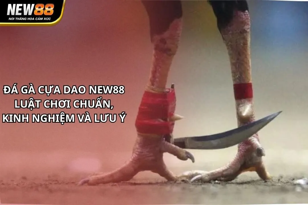 Đá Gà Cựa Dao