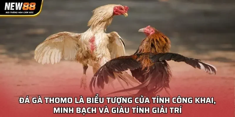 Đá gà Thomo là biểu tượng của tính công khai, minh bạch và giàu tính giải trí