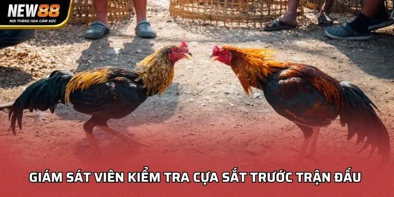 Giám sát viên kiểm tra cựa sắt trước trận đấu