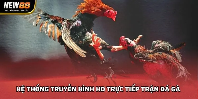 Hệ thống truyền hình HD trực tiếp trận đá gà