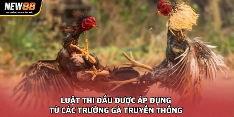 Luật thi đấu được áp dụng từ các trường gà truyền thống