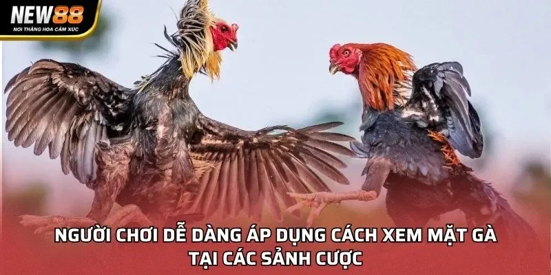 Người chơi dễ dàng áp dụng cách xem mặt gà tại các sảnh cược