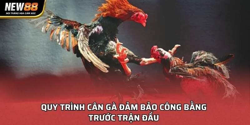 Quy trình cân gà đảm bảo công bằng trước trận đấu