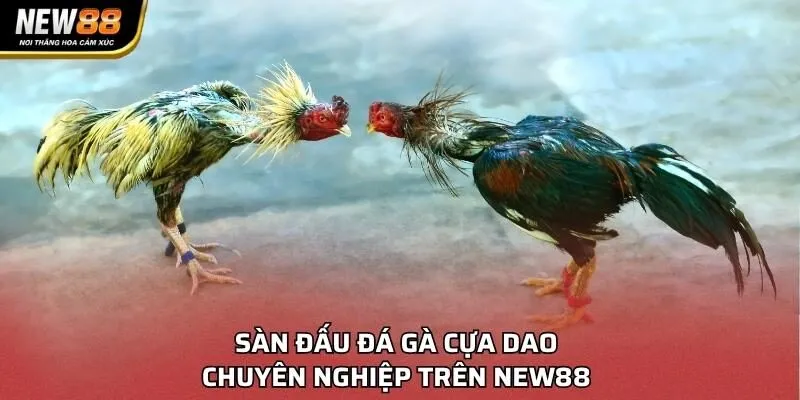 Sàn đấu đá gà cựa dao chuyên nghiệp trên NEW88