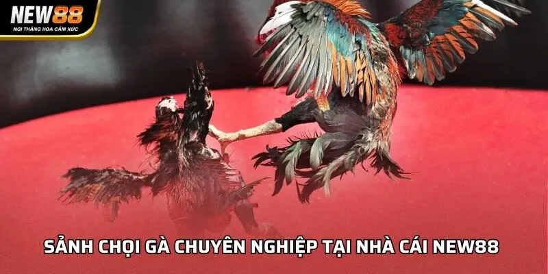 Sảnh chọi gà chuyên nghiệp tại nhà cái NEW88