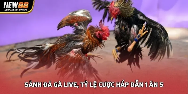 Sảnh đá gà live, tỷ lệ cược hấp dẫn 1 ăn 5