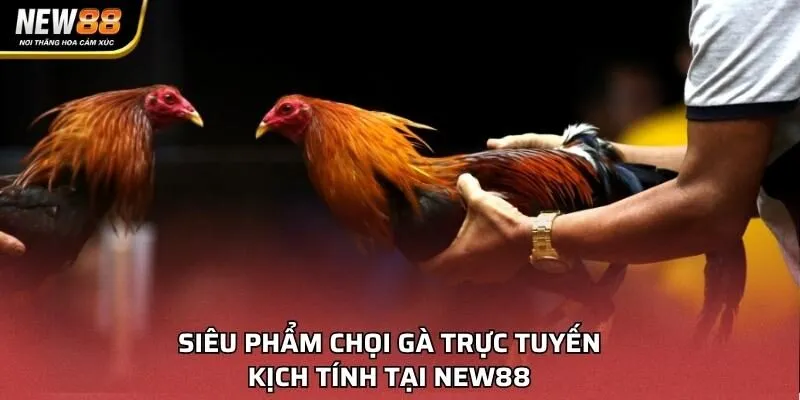 Siêu phẩm chọi gà trực tuyến kịch tính tại NEW88