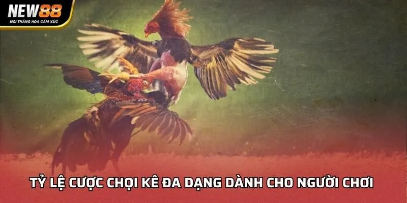 Tỷ lệ cược chọi kê đa dạng dành cho người chơi